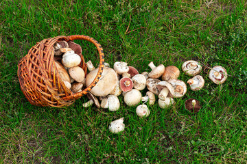 picking mushrooms, picking champignons mushrooms, champignons in a basket on the grass	