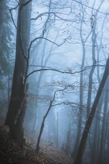 Small isolated tree in a foggy forest in autumn