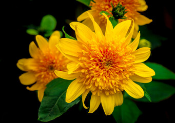 Thin leaf sunflowers bloom in a spring garden