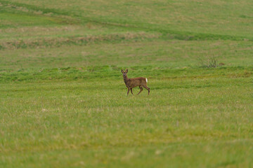 Young hidden deer grazing on juicy green grass.