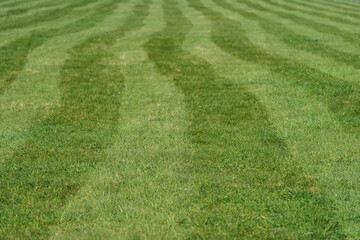 Beautiful dense green grass, mowed in irregular stripes.