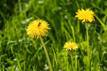 Beautiful yellow dandelions standing out among the thick green grass