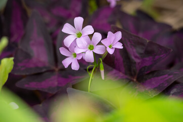 close up of the herb robert (Geranium robertianum) in the background of burgundy, purple and green leaves.