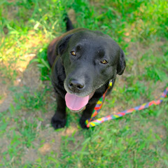 Labrador dog looks up. Sitting with his tongue hanging out in the grass