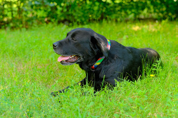 Happy labrador dog lies with his tongue hanging out in the grass in summer