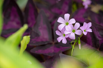 close up of the herb robert (Geranium robertianum) in the background of burgundy, purple and green leaves