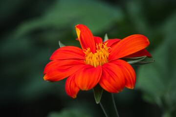 Close-up or mexican sunflower or tithonia