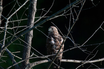 Red Tailed Hawk perched in a tree 