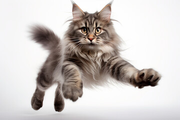 Naklejka premium Cat isolated on a white background jumping. Animal right side view portrait.