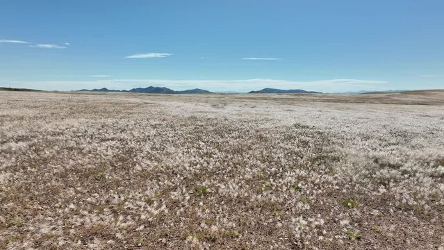 field of wheat