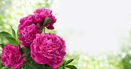 A bouquet of five fuchsia color peonies isolated on a blurred background of a lush garden.