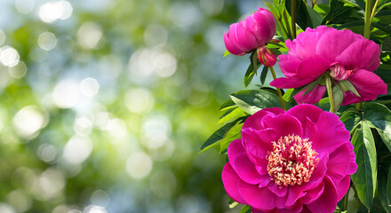 A bouquet of three bright fuchsia color peonies isolated on a blurred background of a lush garden.