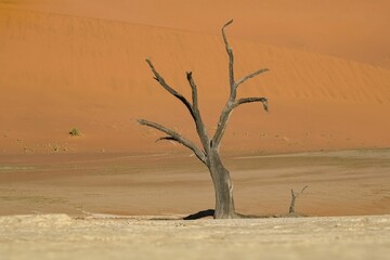 Namibia, the Namib desert, dead acacia