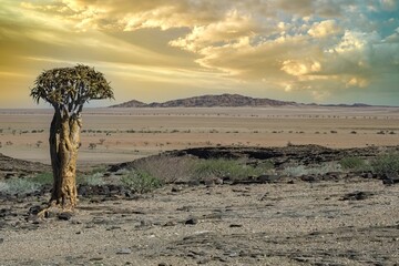 A quiver tree in Namibia