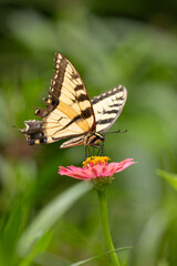 Yellow Eastern Tiger Swallowtail Butterfly Gathering Nectar from Pink Zinnia