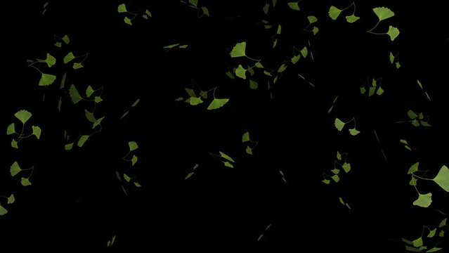 Isolated looping falling green ginkgo leaves