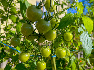 small green cherry tomatoes growing in the garden