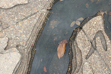 a brown leaf floating on the water at Mud island in Memphis Tennessee 