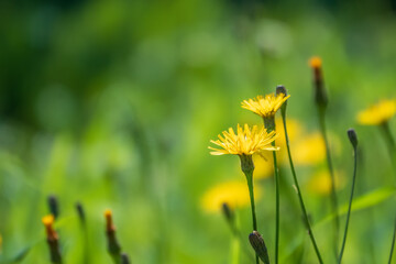 Field of yellow dandelions. Taraxacum officinale, the common dandelion