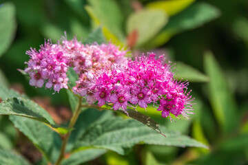 Flowers of Spiraea japonica double play pink, the Japanese meadowsweet, Japanese spiraea or Korean spiraea. It is a plant in the family Rosaceae.