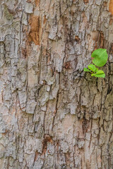 The texture of the bark of an old apple tree