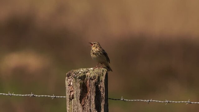A male Etree pipit (Anthus trivialis) singing on a wooden pole in spring