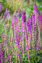 Summer Flowering Purple Loosestrife, Lythrum tomentosum on a green blured background.