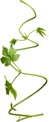 Dynamic Spiral of Fresh Vine Stem - Ready to use PNG Cutout Premium Isolated Image © Layer-Lab