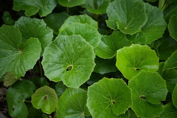 green leaves with brown spots on them growing in a pot