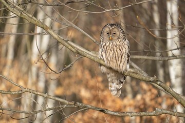 Selective focus shot of a ural owl perched on a tree branch