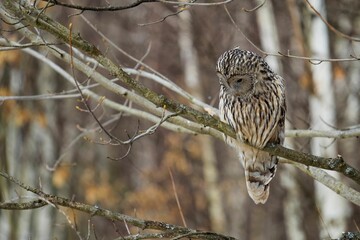 Selective focus shot of a ural owl perched on a tree branch