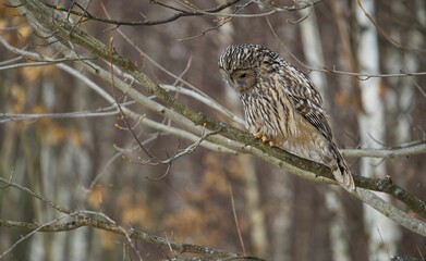Selective focus shot of a ural owl perched on a tree branch