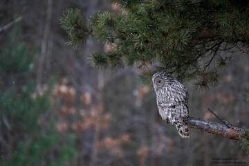 Selective focus shot of a ural owl perched on a tree branch