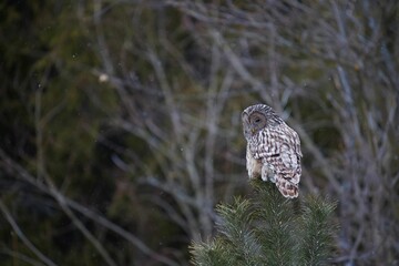 Selective focus shot of a ural owl perched on a tree branch