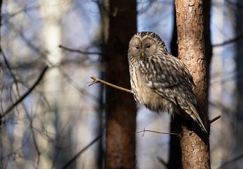 Selective focus shot of a ural owl perched on a tree branch