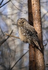 Selective focus shot of a ural owl perched on a tree branch