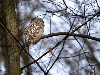Selective focus shot of a ural owl perched on a tree branch