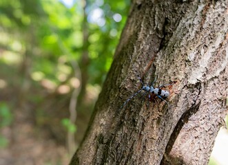Selective focus shot of a rosalia longicorn bug on the side of a tree