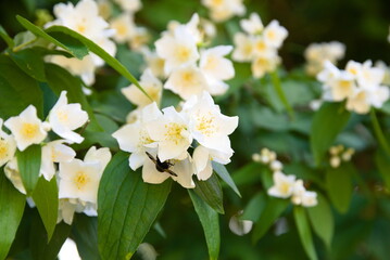 Falscher Jasmin in voller Blüte - Zierstrauch