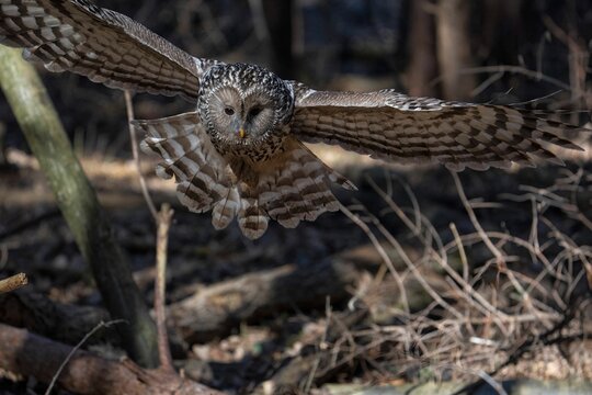 Selective focus shot of a ural owl flying through a forest