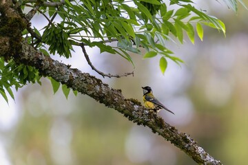 Parus major is sitting on a branch.