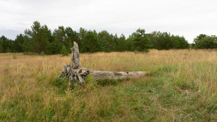 Snag, an old tree lies in a swamp in a meadow among yellow-green grass.