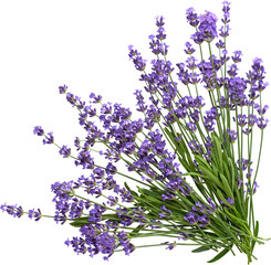 a corner bouquet of isolated lavender flowers