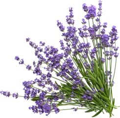 Foto op Plexiglas a corner bouquet of isolated lavender flowers © LAYER-LAB