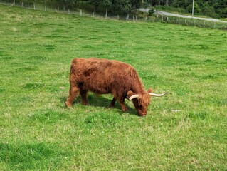 Large Highland cattle in Scotland
in a grassy field, grazing contentedly