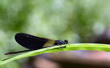 Nahaufnahme einer Bronzenen Prachtlibelle