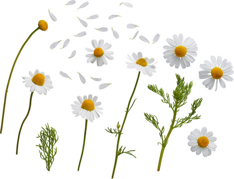 White Camomille Flowers Parts - Ready to use PNG Premium Cutout Isolated Image