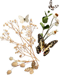 an isolated decorative bouquet of flowers with butterflies