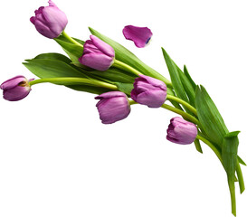a beautiful isolated bouquet of curved pink tulips