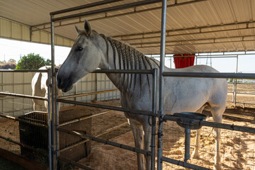 White Horse in barn